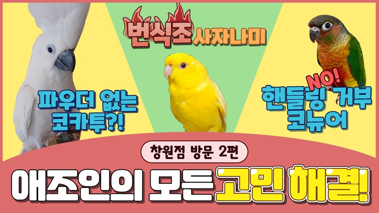 [앵무새키우기]애조인분들의 모든 고민을 해결하기 위해 리프승수가 떴다!