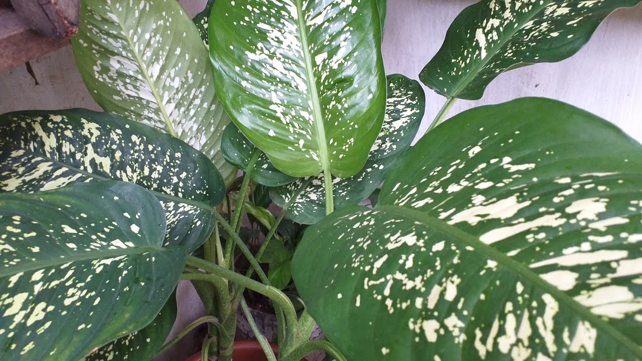 Plantas comigo ninguém pode  replante.