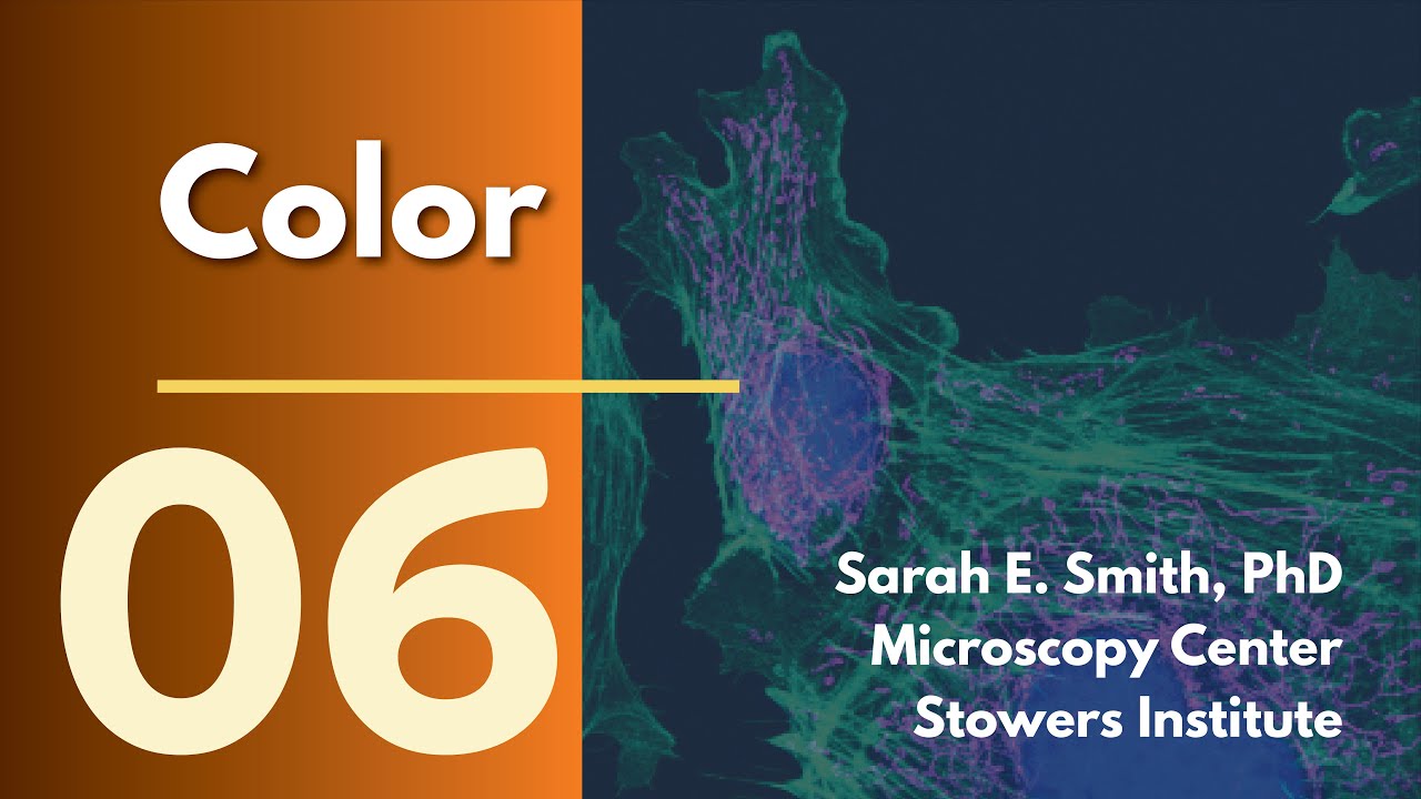 Scientific Figure Preparation in Adobe Illustrator and Fiji - part 6: Color