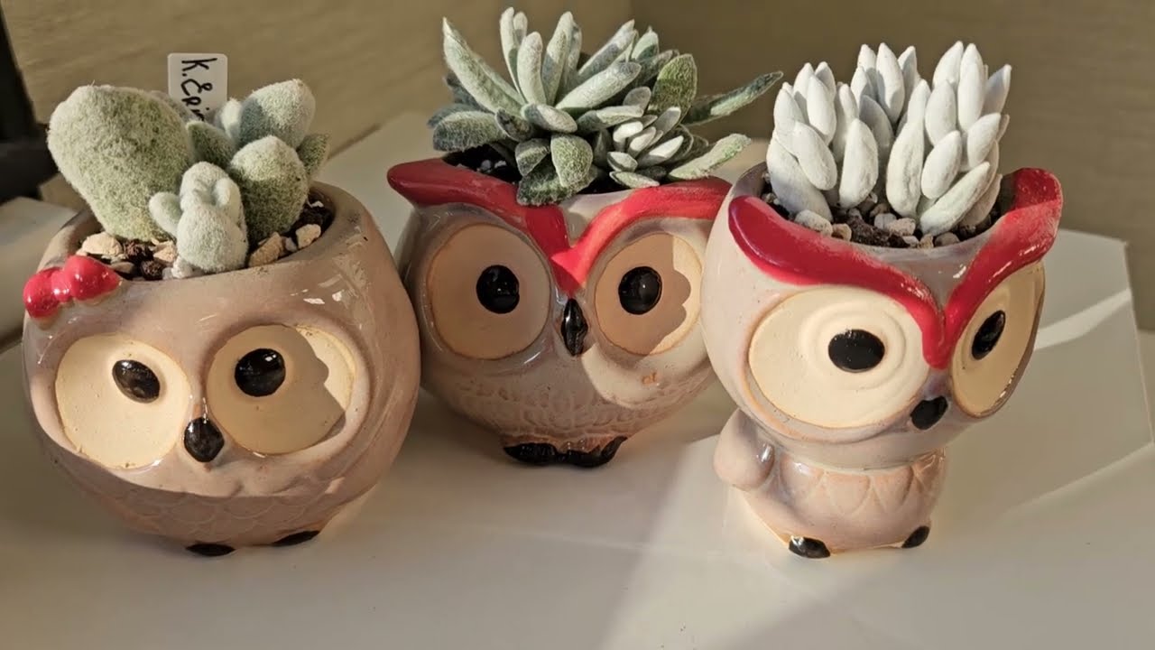 посадка суккулентов