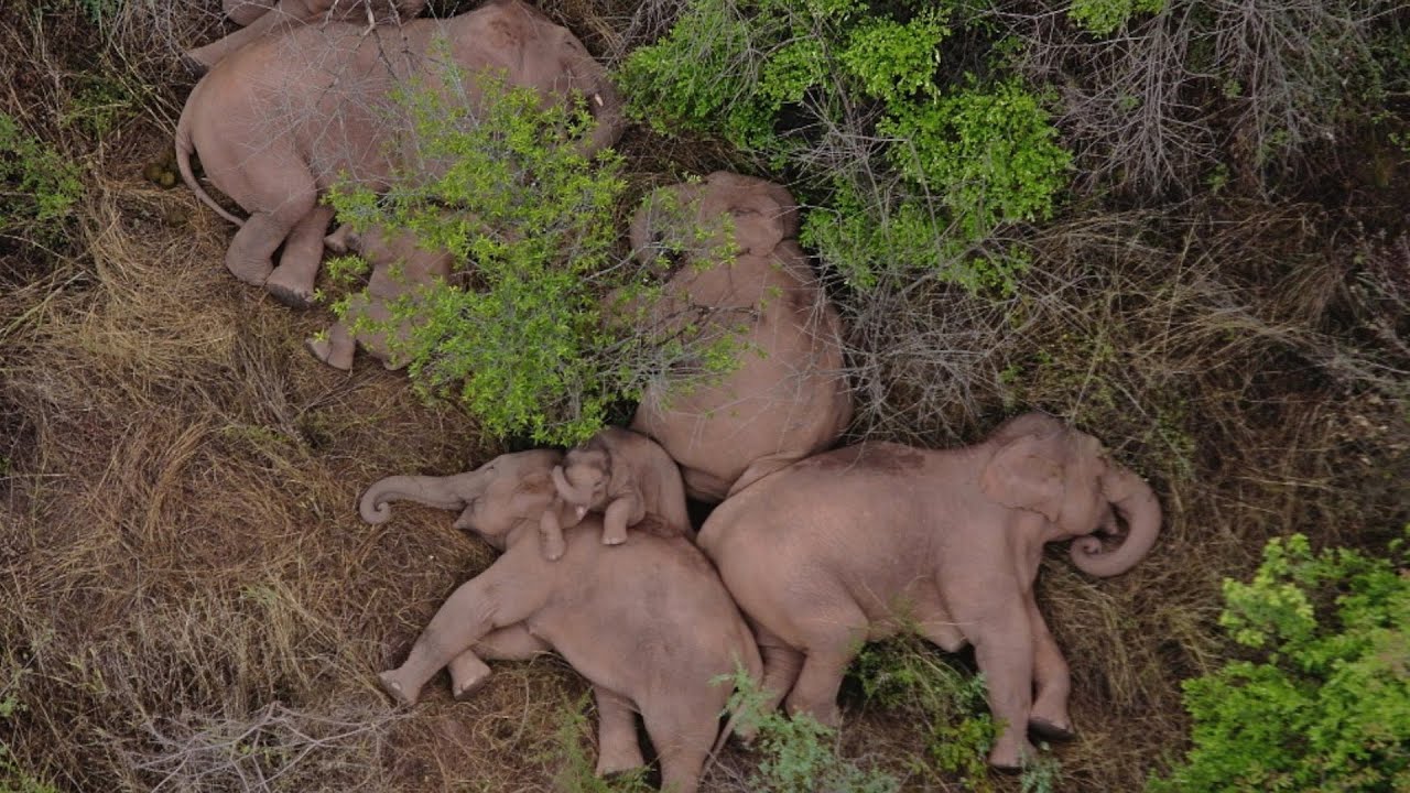 World Elephant Day: Wild elephant population growing in China