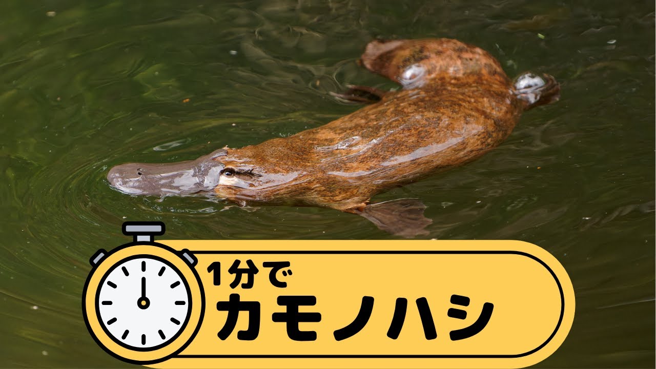 1分でカモノハシ