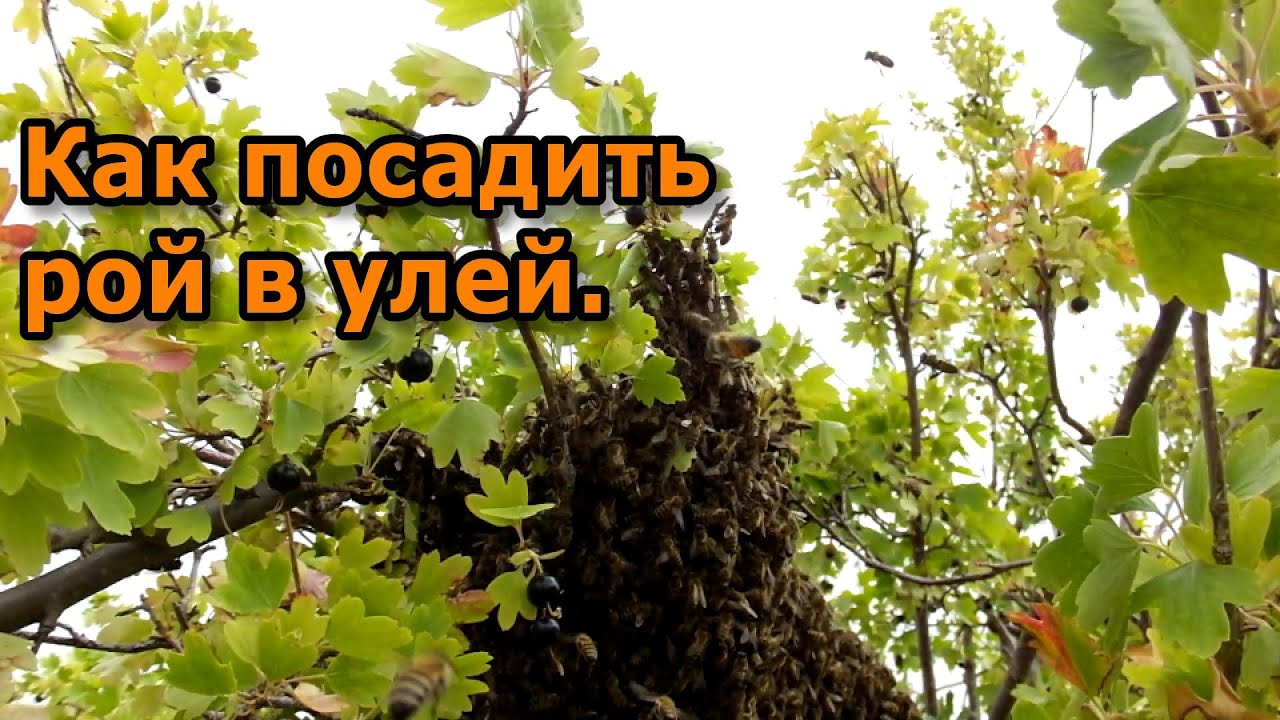 Что делать с пойманным роем.