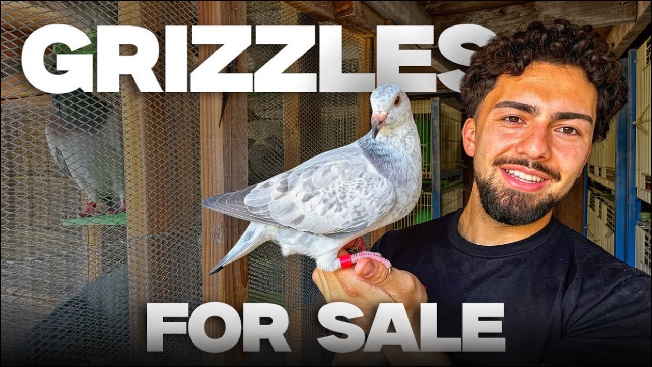 Голуби породы «Гризл» на продажу и для участия в скачках | Barrera’s Grizzles