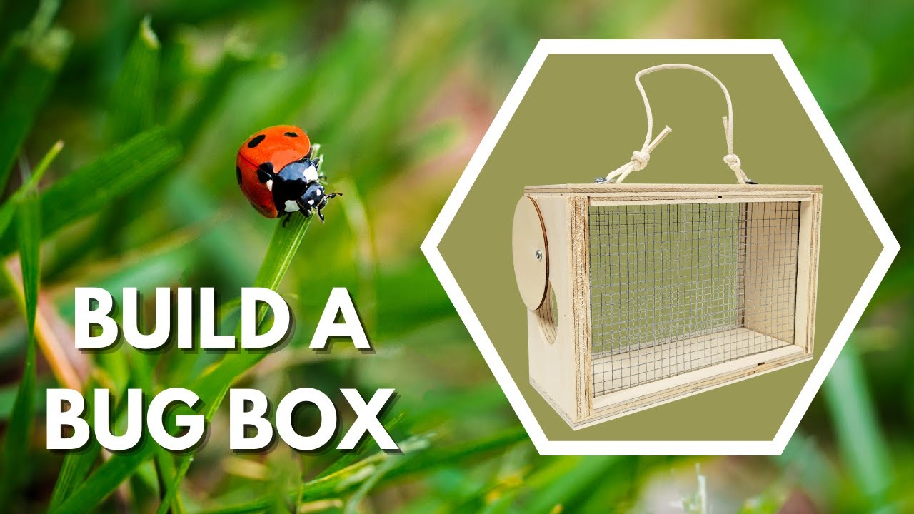 Build a Bug  🐞 Box  || Hardware Science
