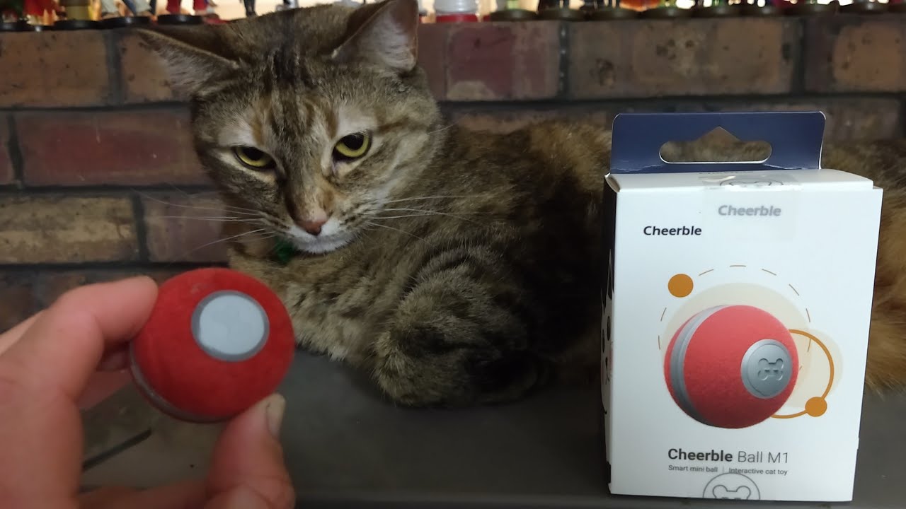 Cheerble Ball first look - Kickstarter cat toy