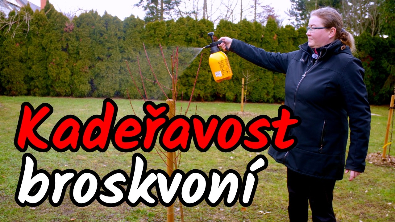 👩‍🌾Kadeřavost broskvoní: Jak poznat ten správný moment pro první ošetření?