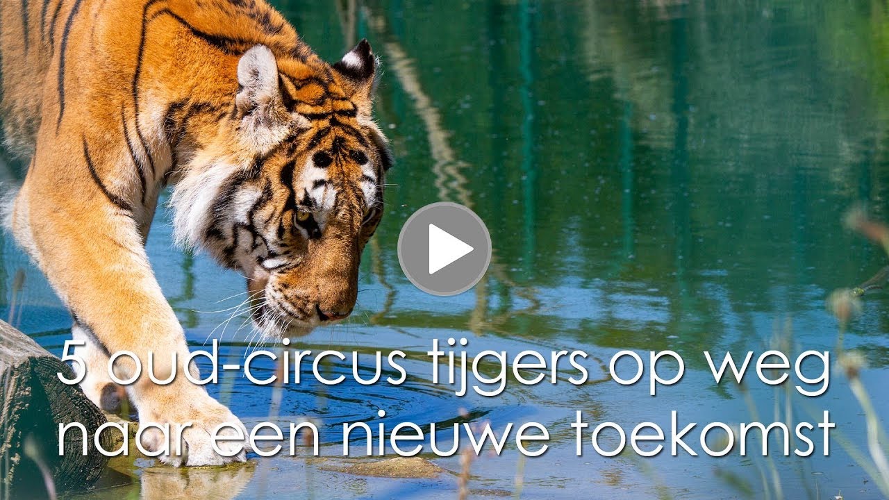 5 oud-circus tijgers op weg naar nieuwe toekomst #NewHomeForCircusTigers