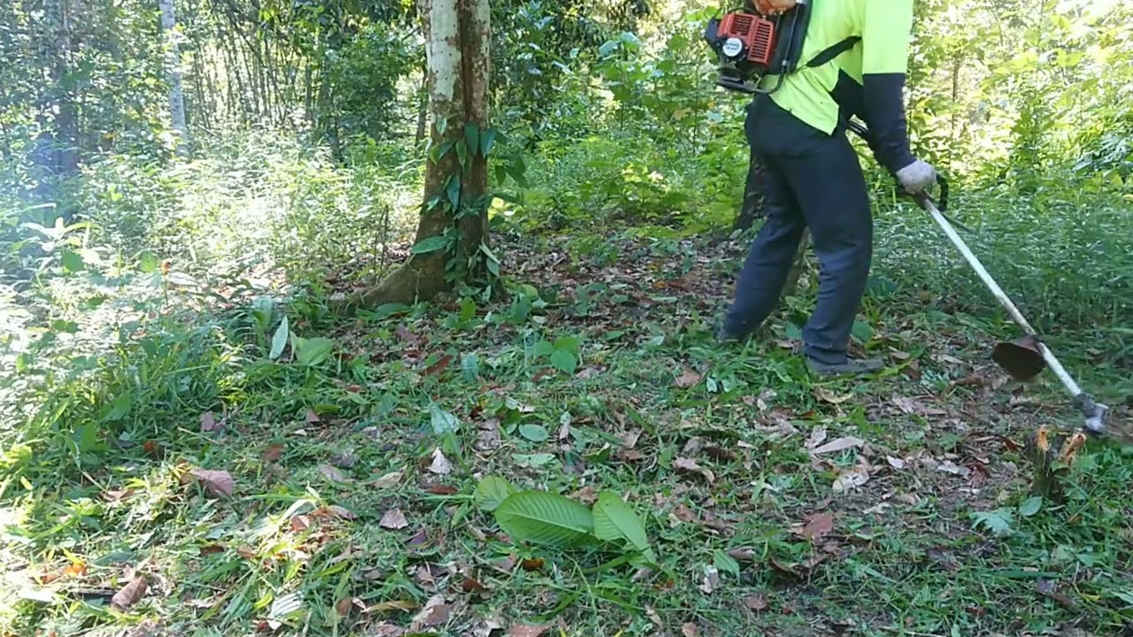 Potong rumput di kawasan KEBUN DURIAN 2|Mowing overgrown grass at DURIAN ORCHARDS.