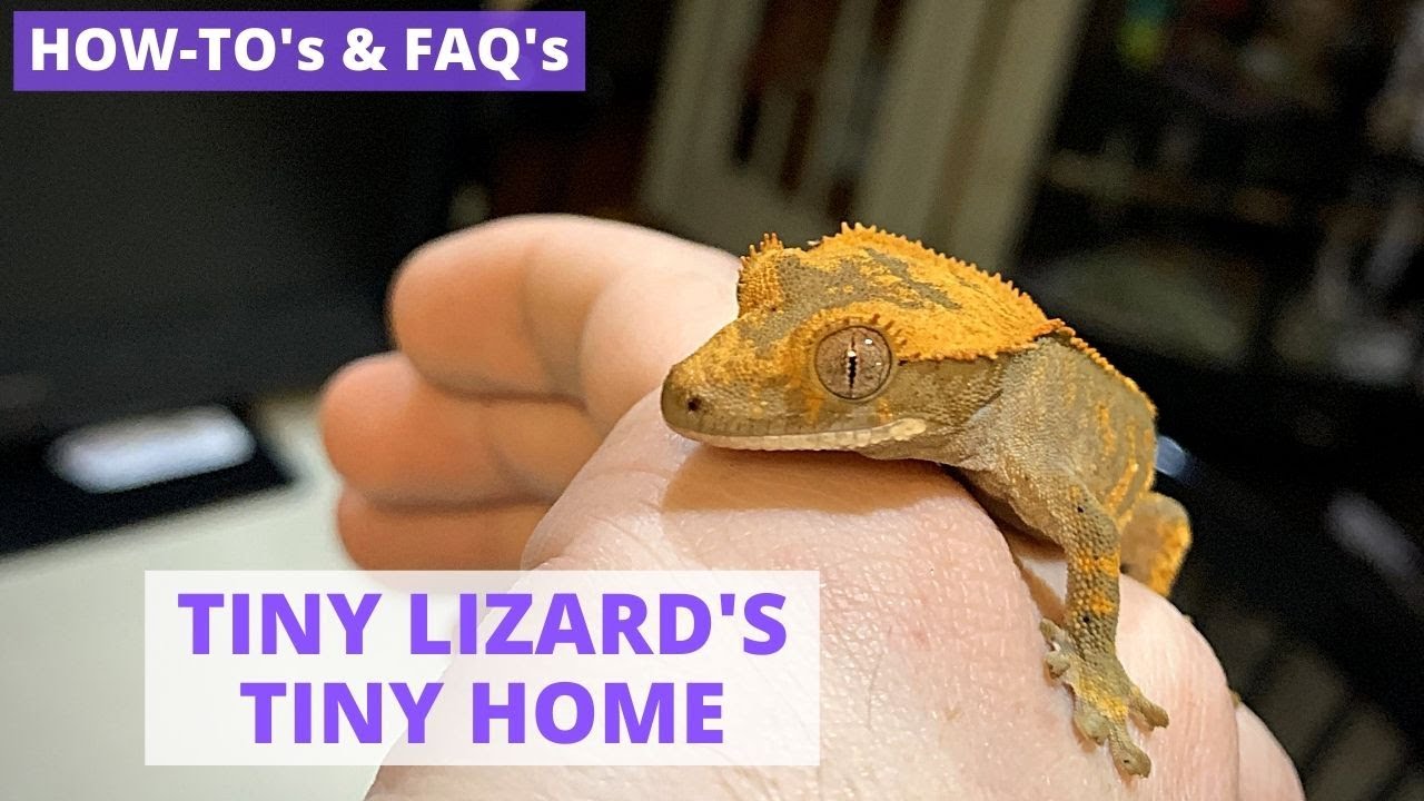 Baby Crested Gecko Setup For Beginners!
