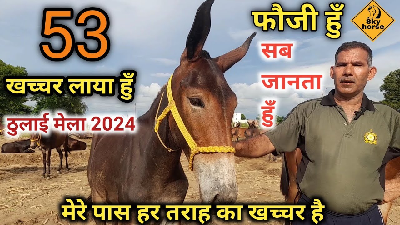 53 खच्चर लाया हुँ मेरे पास हर तरहा का खच्चर हे ठुलाई मेला हाथरस 2024