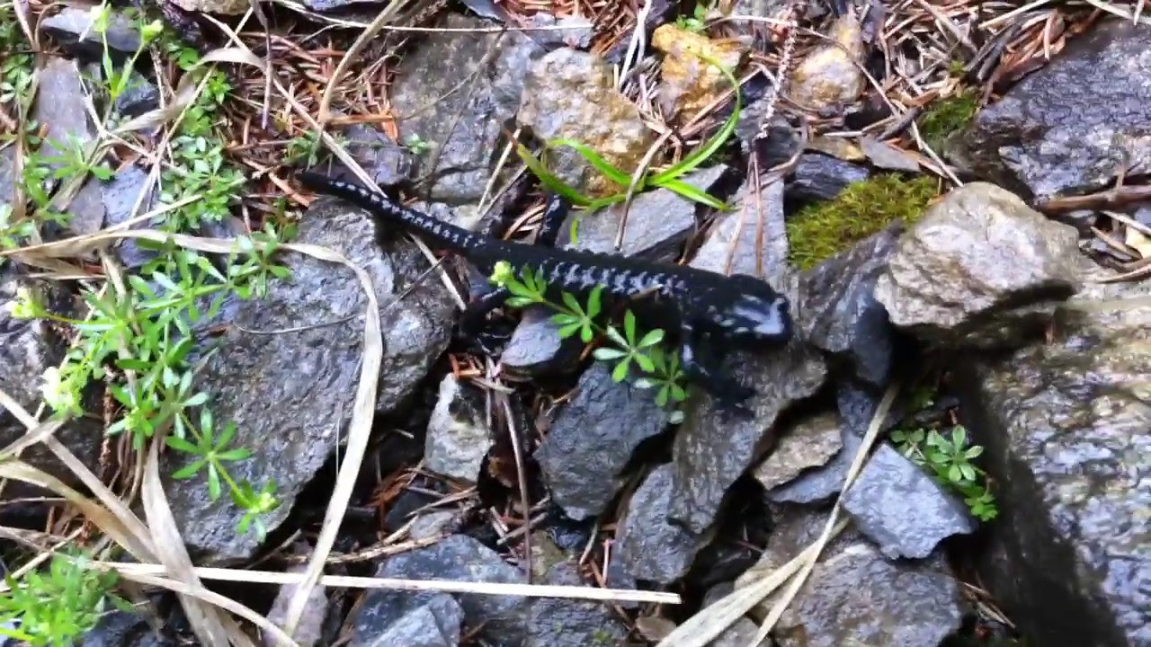 Salamandra atra