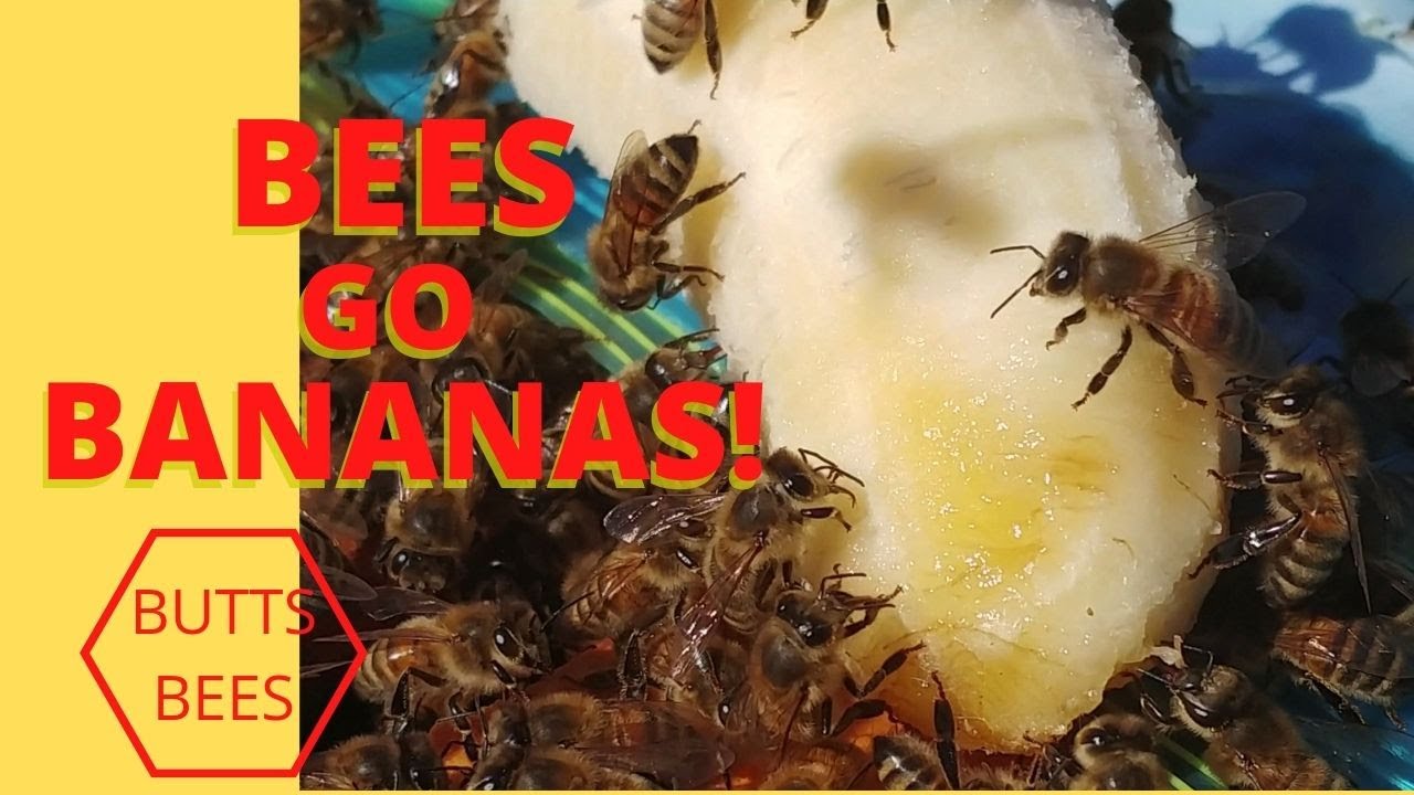 ☯️  BEES GO BANANAS! DO HONEY BEES HATE BANANAS??  #beekeepingtips