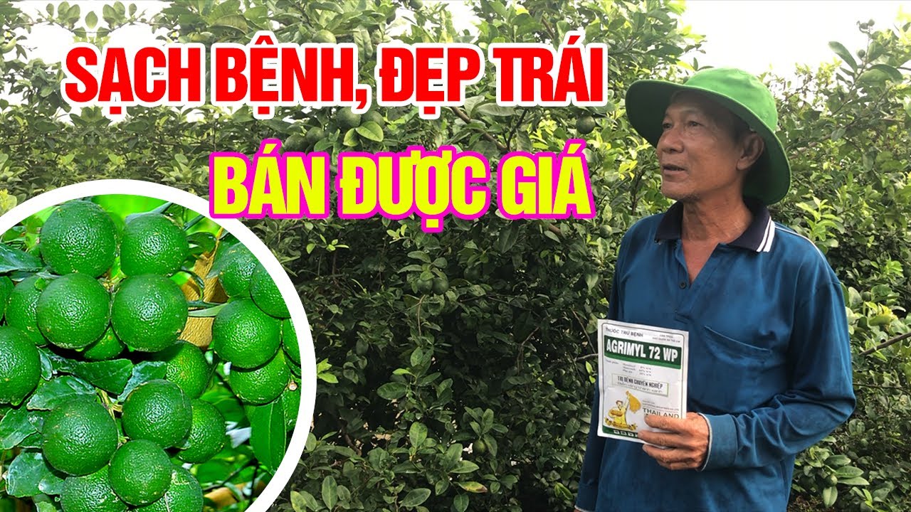 C&aacute;ch quản l&yacute; bệnh v&agrave;ng l&aacute; tr&ecirc;n chanh| Hai L&uacute;a V&agrave;ng