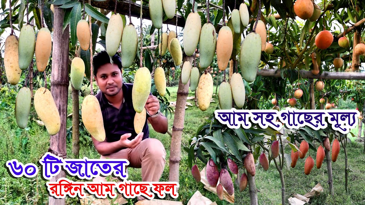 দামি আম ৬০টি জাতের রঙিন আম গাছে | অবিশ্বাস্য কম দামে বিদেশি ফলের চারা- সবচেয়ে দামি আম নার্সারিতে