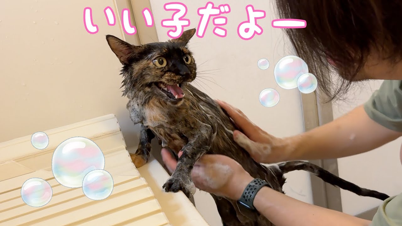 終始良い子で大人しくシャンプーさせてくれる天才サビ猫！