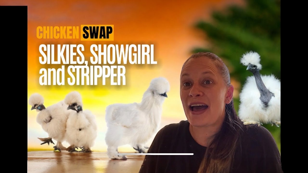 Silkie Showdown: How to Identify Silkie, Satin Silkie, Showgirl, and Stripper Chicks!