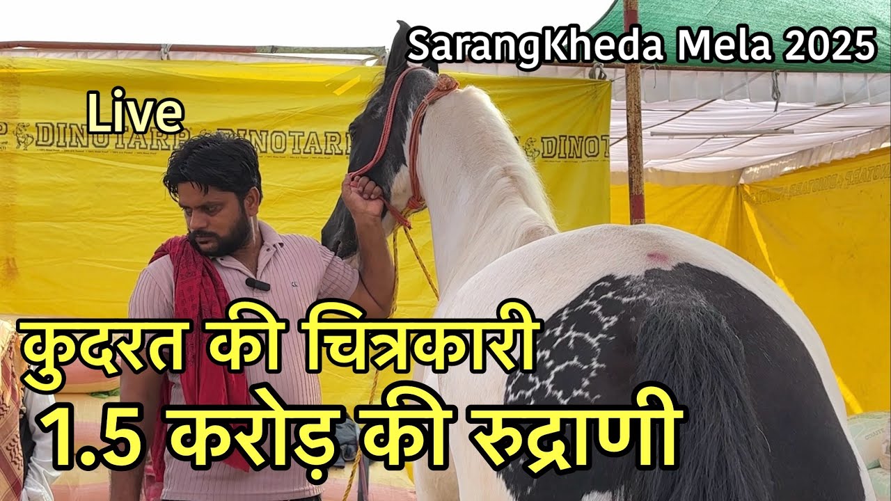 कुदरत की चित्रकारी सारंगखेड़ा में आयी डेढ़ करोड़ की घोड़ी रुद्राणी | SarangKheda Horse Mela 2025