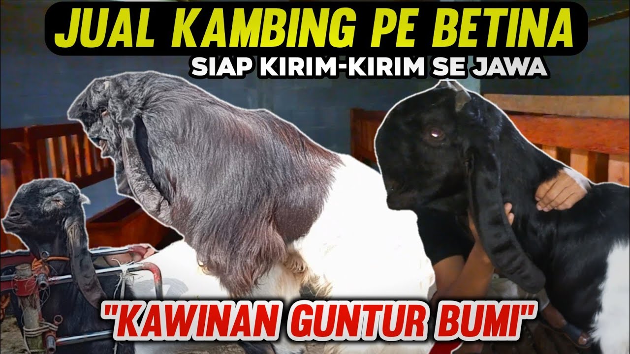 HARGA KAMBING BETINA UNGGUL KAMBING PE KALIGESING TERBARU