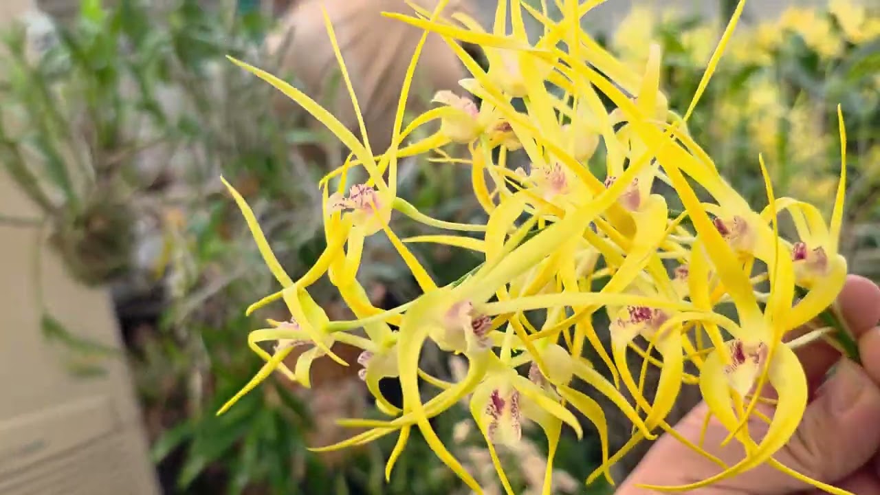 꽃대 왜 자르세요? 농장 구경 힐다폭슨 꽃이 만발 합니다. 아직도 모르시는 꿀팁 알려드림 