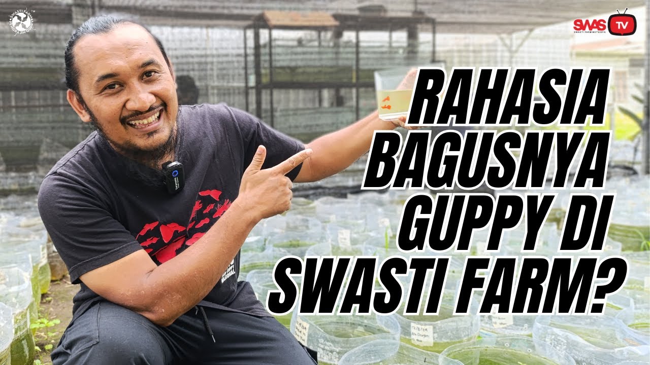 Rahasia Kualitas Indukan Ikan Guppy Swasti