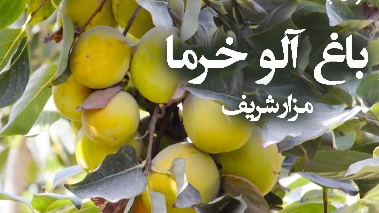 Afghan Garden - Aloo Khurma Gardern in Mazar Sharif / باغ آلو خرما در مزارشریف