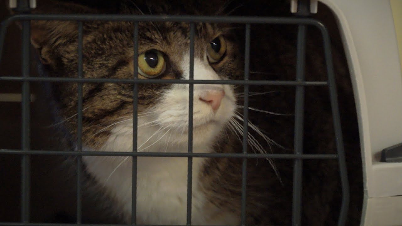 Customer Case Study: Hampton Park Vets