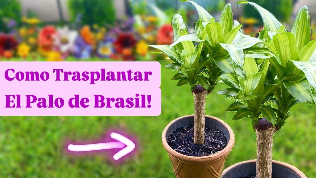 Cómo Trasplantar Al Palo De Brasil | Palo De Agua | Árbol De La Felicidad | Beneficios | Cuidados