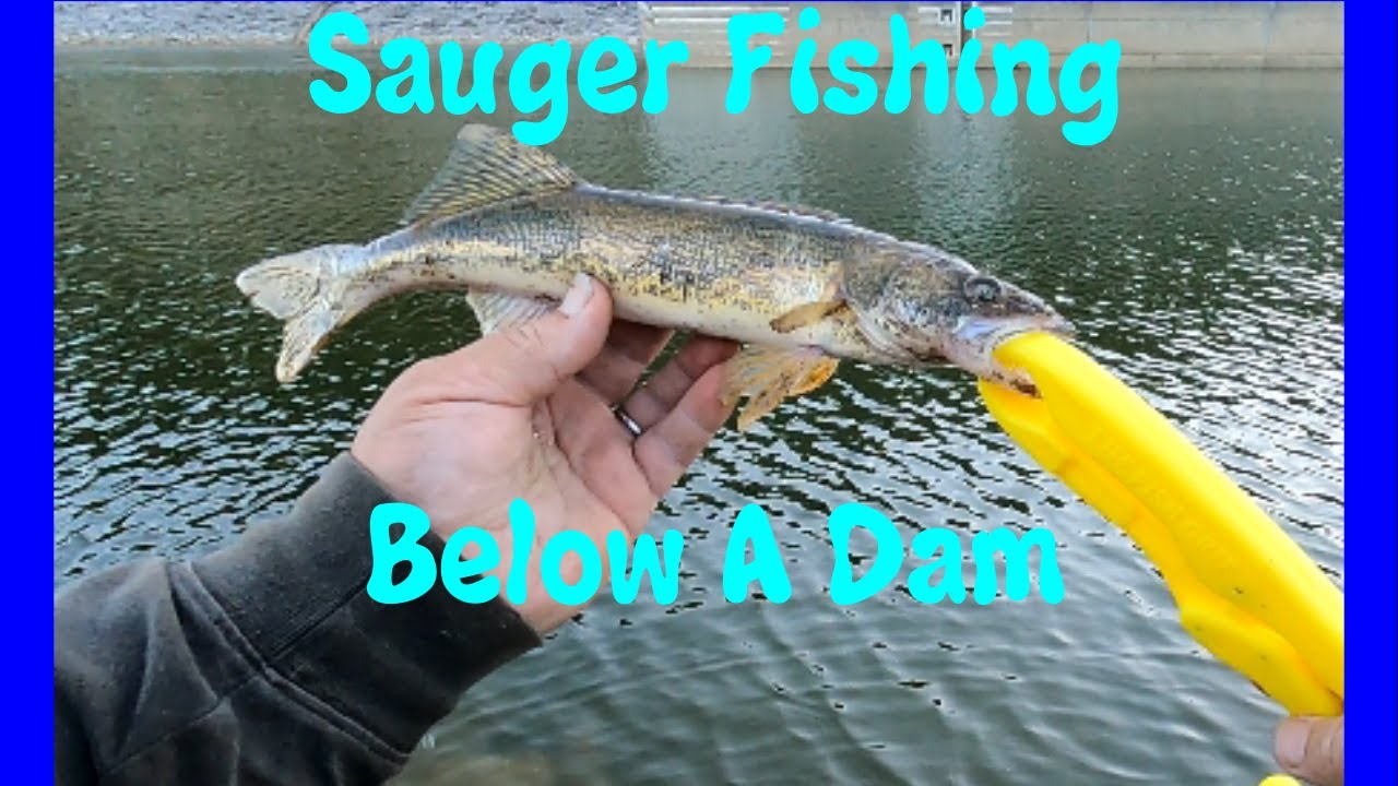 Fishing for Sauger Below A Dam | The Fall Run Is Starting