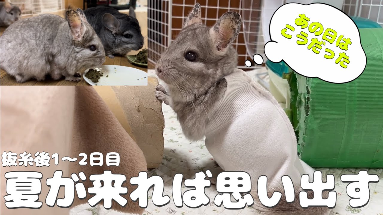 【第105湯】夏が来れば思い出す／17歳のチンチラは2年連続夏に手術したから…From now on, when summer comes, I will remember the surgery