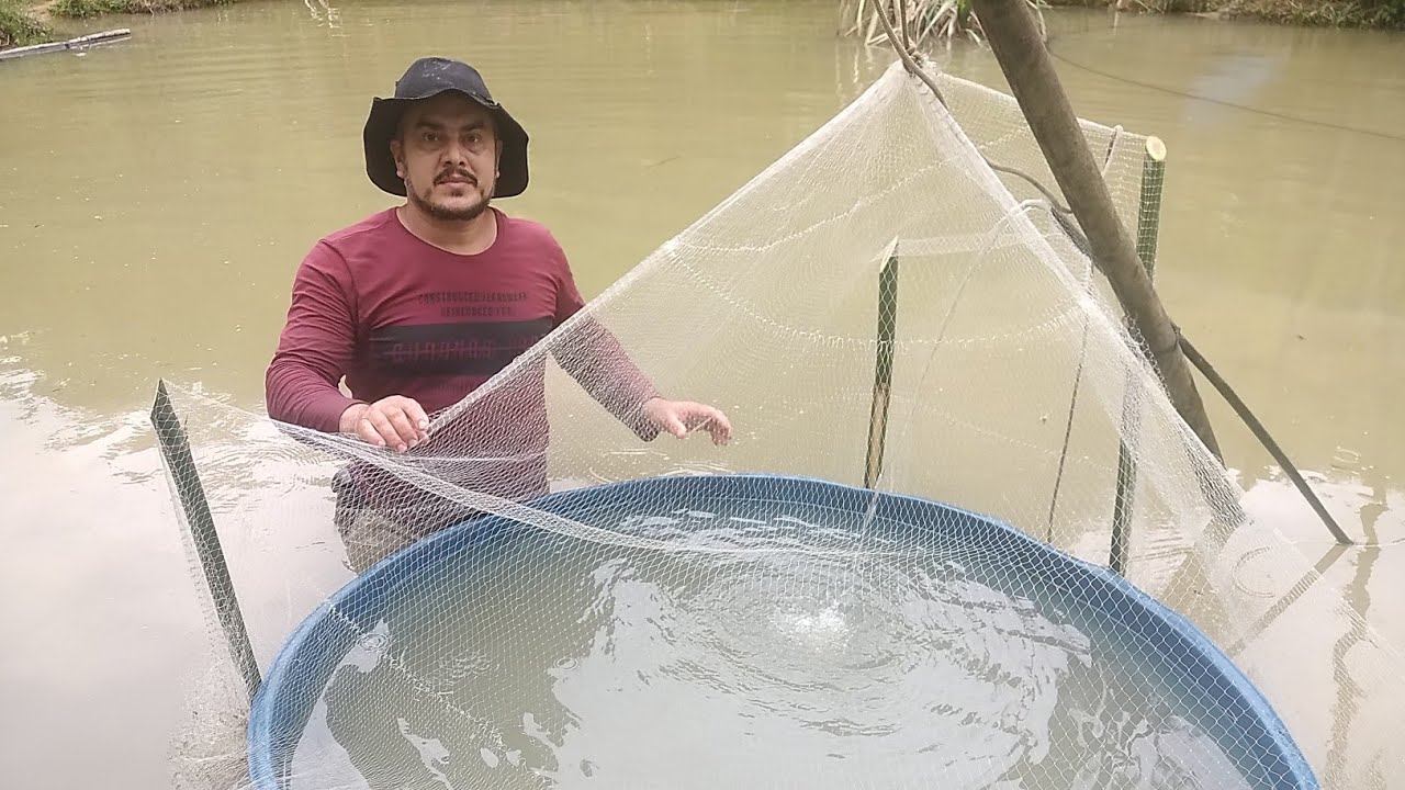 soltando os alevinos de tilápia e como proteger dos predadores