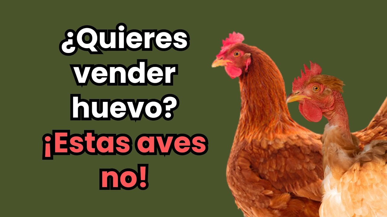 La Mejor Gallina?? La Sasso
