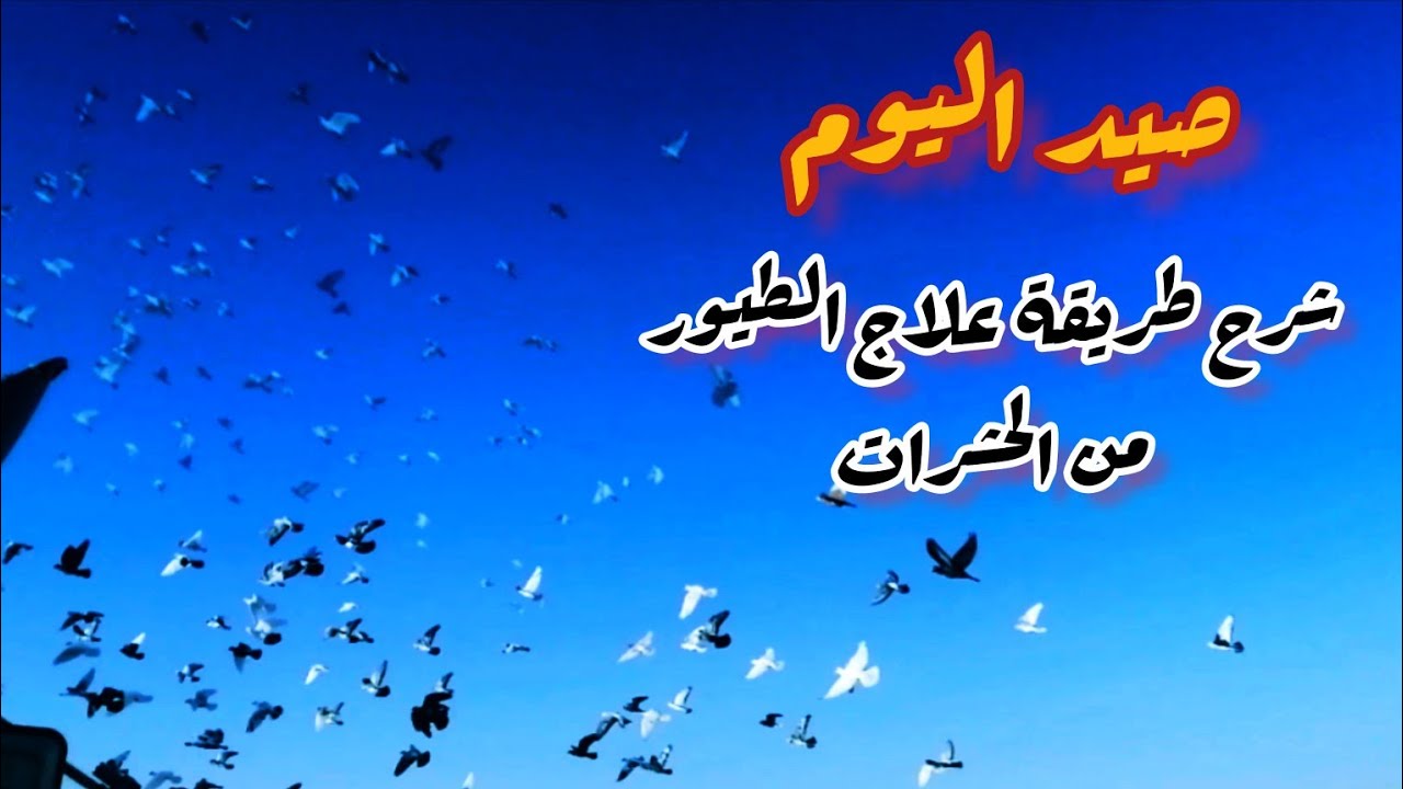 صيد اليوم. شرح طريقة علاج الطيور من الحشرات.