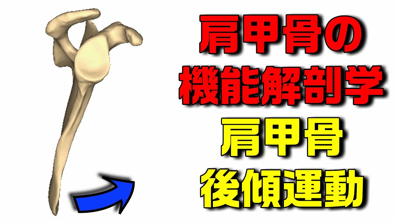 【機能解剖学×理学療法】肩甲骨を安定させる作用がある肩甲骨の後傾運動について解説します！