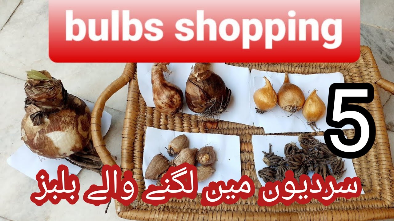 bulbs haul/unboxing winter flower bulbs with price/winter bulbs price with name