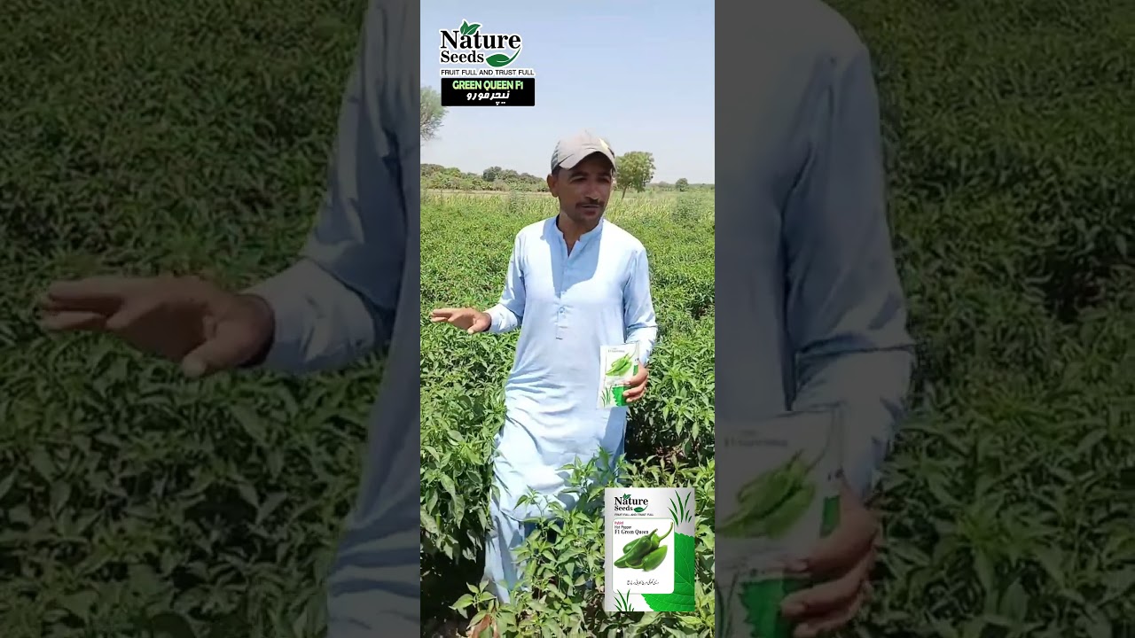 Mirch Green Queen F1 Results | Tando Allah Yar | Moon Star Seeds 2025 Review