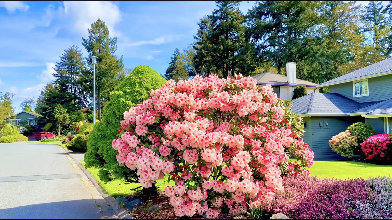[4K] Victoria BC Canada #116_ Scenic Walk at Broadmead Neighbourhood |Relaxing Music_May 7, 2022