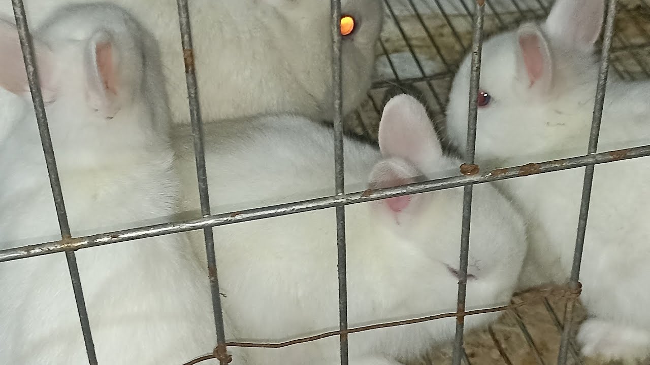 Nodirbek Borahimov efirda!