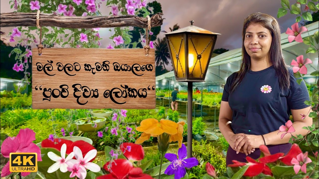 ලස්සන ලයිට් දැමූ, හැමෝම මේ දවස් වල හොයන මල් පාරාදීසය