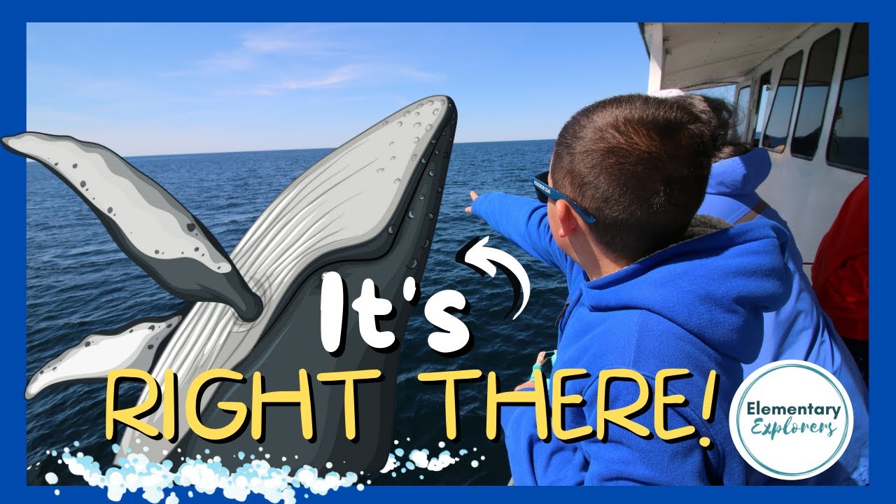 Spotting Humpback Whales & Whale Calf Breaching! - 7 Seas Whale Watch - Gloucester, Massachusetts