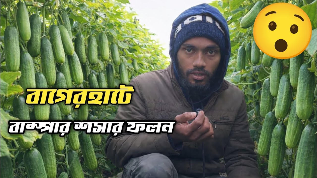 বাগেরহাটে বাম্পার শসার ফলন 