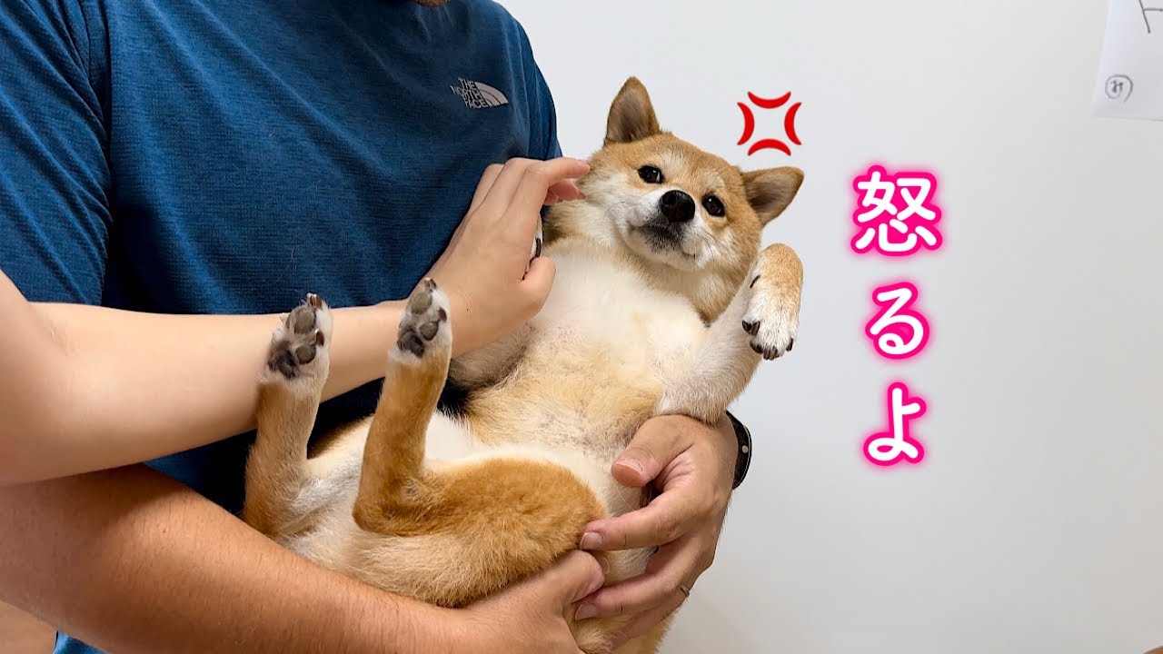 嫌なことをされてパパに遂に手を出しちゃう柴犬が可愛い