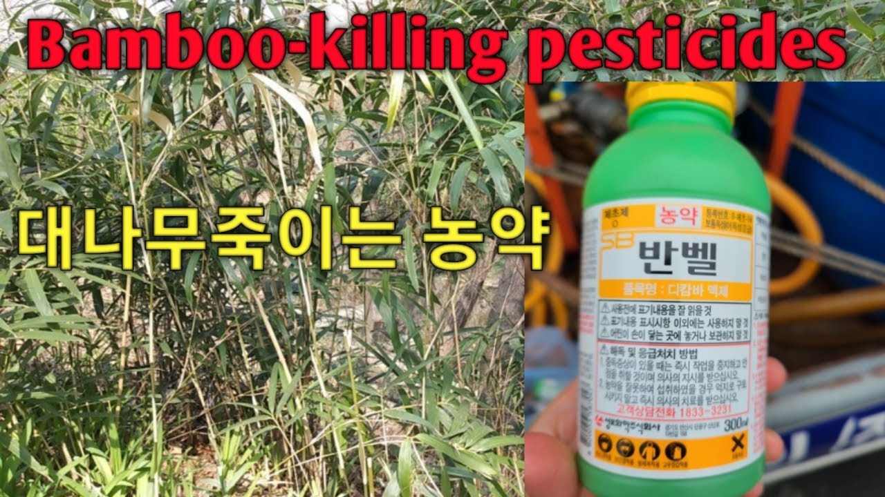 #348  #대나무죽이는 농약  Bamboo-killing pesticides
