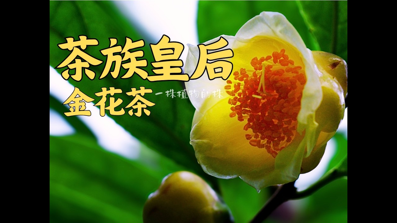 你见过金色的山茶花吗？
