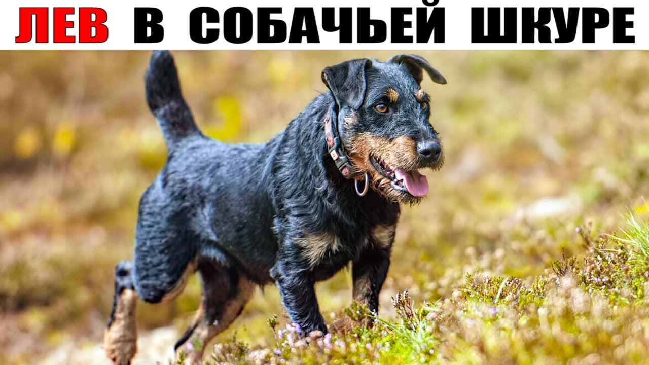 Ягдтерьер – маленький охотник с сердцем льва!