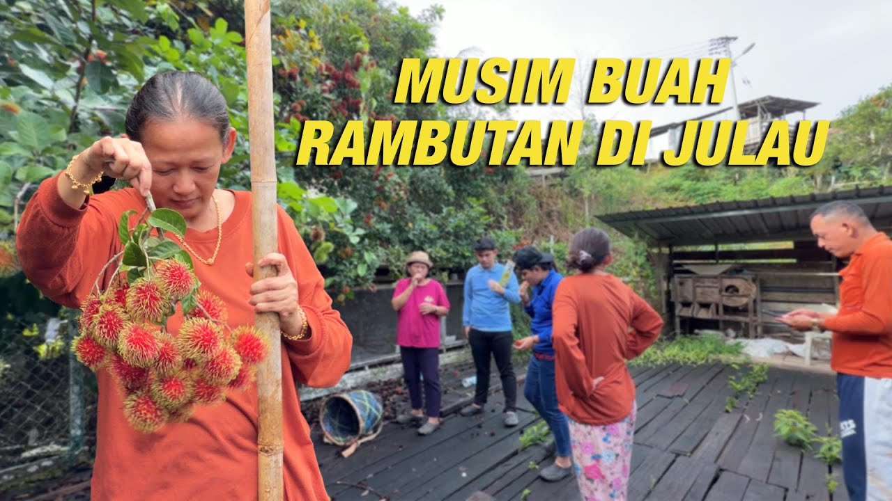 Musim buah rambutan di kampung | Manis dan segar.