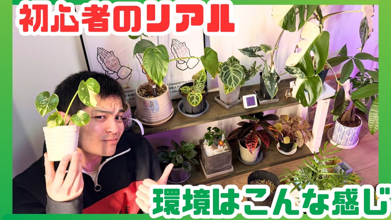 冬の観葉植物どうしてる？初心者のリアルな管理環境公開🌿