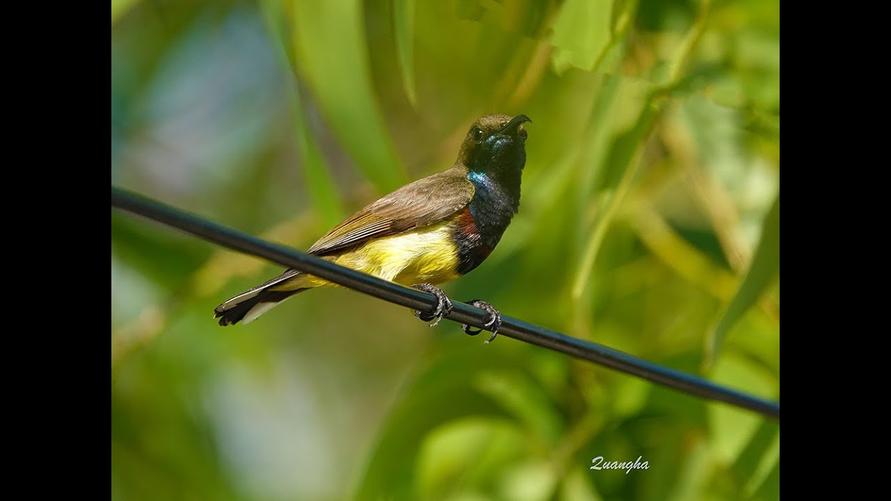 Chim hút mật (sunbird) 2
