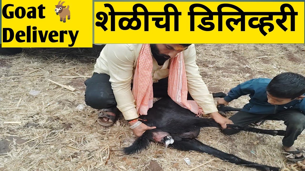 पेठ वडगाव  सुप्रसिद्ध शेळी बाजारशेळी व्याली पहिल्यांदाच असा video 