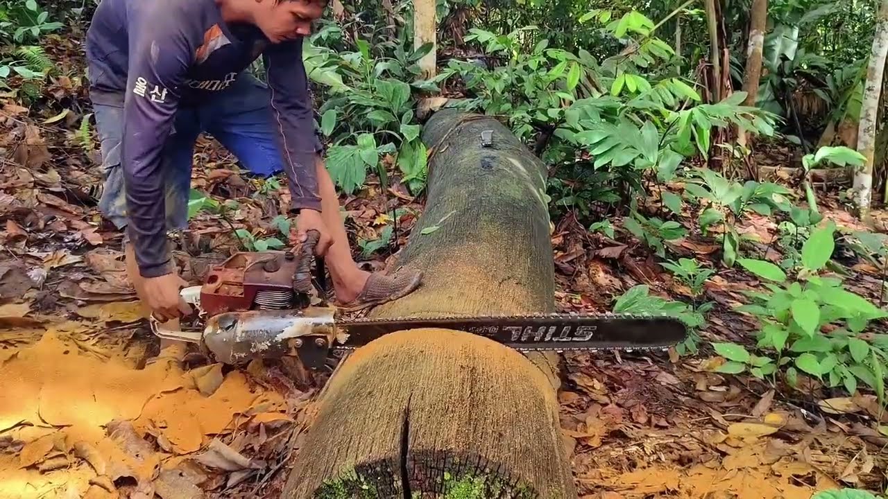 Membuat papan Sultan..!! Kayu ulin kalimantan